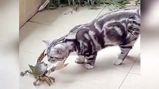 The power of cats