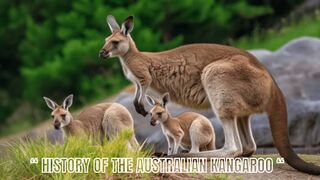 history of the Australian kangaroo