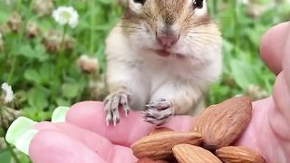 Squirrel eats almonds for the first time