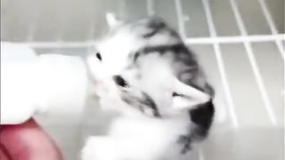 baby cat drinking milk