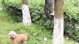 Cat running away from a persistent dog
