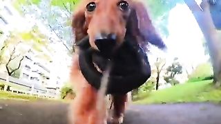 dog selfie video