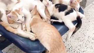 Cats relaxing on chairs