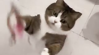 Cat being swayed by cat play