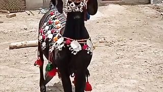 Goat Dance