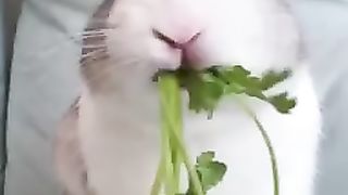 Cute animals and funny animals pest