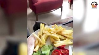No 3 Funny Animal Compilations
