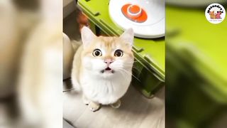 No 4 Funny Animal Compilations