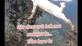 Goats are smart to find their own food#fyp