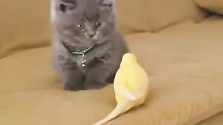 Annoying cat