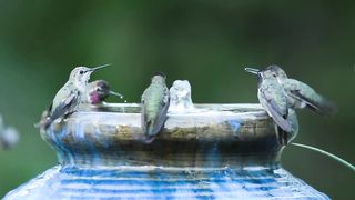 Mandi burung kolibri!.