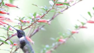 RUBY-THROATED HUMMINGBIRDS.