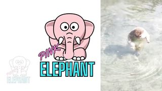 PINK ELEPHANT || FUNNY MONKEYS