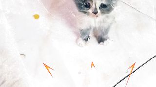the kitten joked