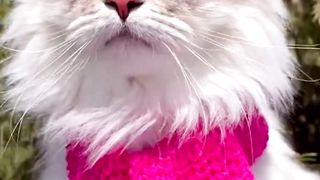 Cute Baby Animal | Most Cute World | Beautiful Nature Video | Peaceful Video