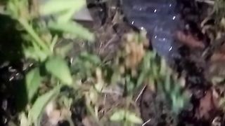 Animal's lover 69
