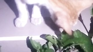 Animal's lover 71