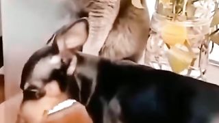 some mix of cute animal videos