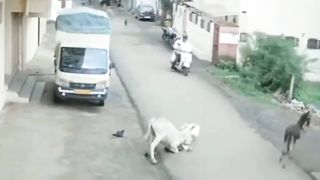 unbelievable donkey attack