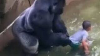Terrifying Moments of 4-year-old boy falls into gorilla enclosure