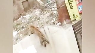 horrible tiger attack