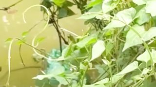 Catching BigRohu Fish Hunting Fish By FishHook