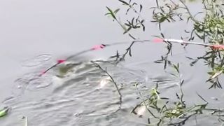 Traditional Hook Fishing ???? Catching Fish Hunting By Hook
