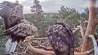 Leopard and eagel