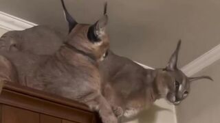 Marx & Rosa : Caracal