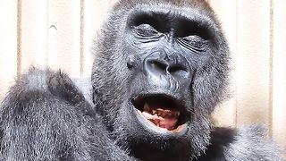 Funny Monkey Viral Video 38