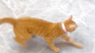 cute cat 40