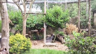 Caracal zoo