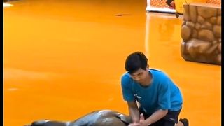 Smart seal attraction#fyp