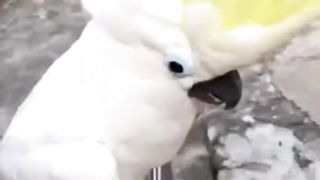 Burung kakaktua pandai ngomong bikin gemes