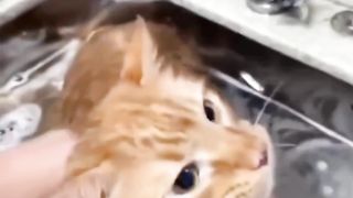 Funny cats completion