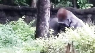 Funny | Gorilla's Surprising After-Hours Antics | FunFM