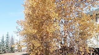 Fall in Alberta