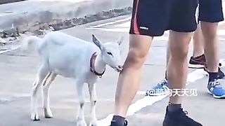 Cute funny Animals