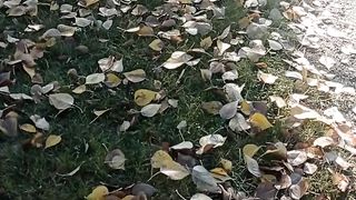 Colour of  autumn