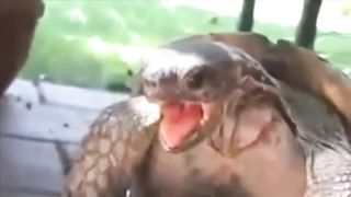 Funny_Turtle_Vine,_Panting