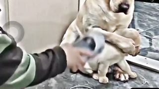 A mother dog protecting her child