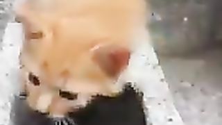 Kitten stuck in a brick hole