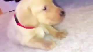 puppy falling asleep