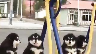 puppies on a swing
