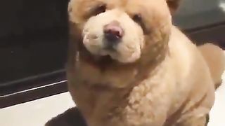 dog that looks like a stuffed animal