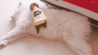Small dog mistakes big dog for bed