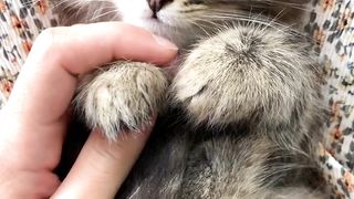 Cute kitten getting cuddles ????
