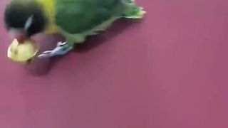 Burung Beo Cerdas Mainkan _part5 _shorts(720P_HD).