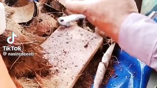Coconet