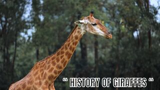history of giraffes
